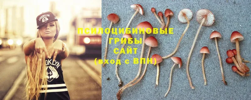 Псилоцибиновые грибы Psilocybe  Кадников 